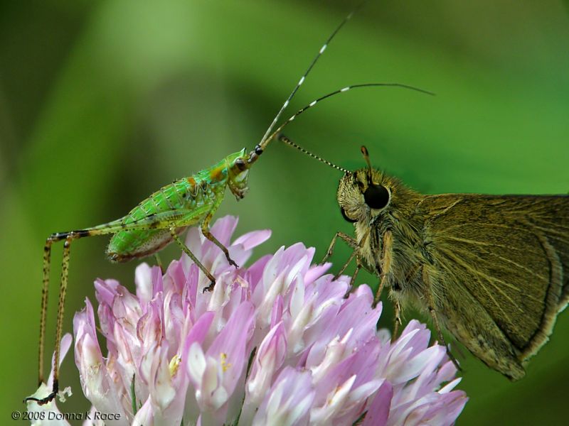 Scudderia Grasshopper Nymph & Skipper