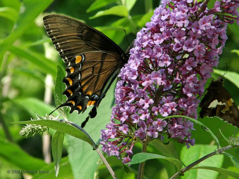 Eastern Tiger Swallowtail-female dk form