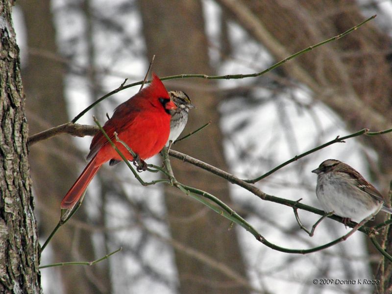 Male Cardinal, Sparrows