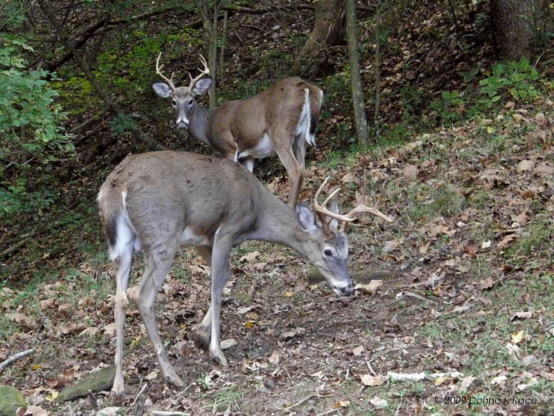 Two eight point bucks