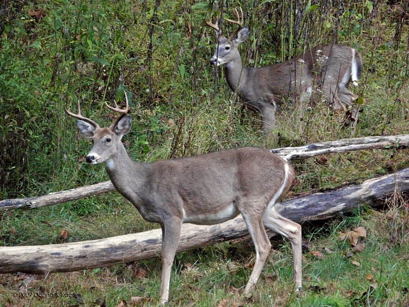 A six and eight point buck