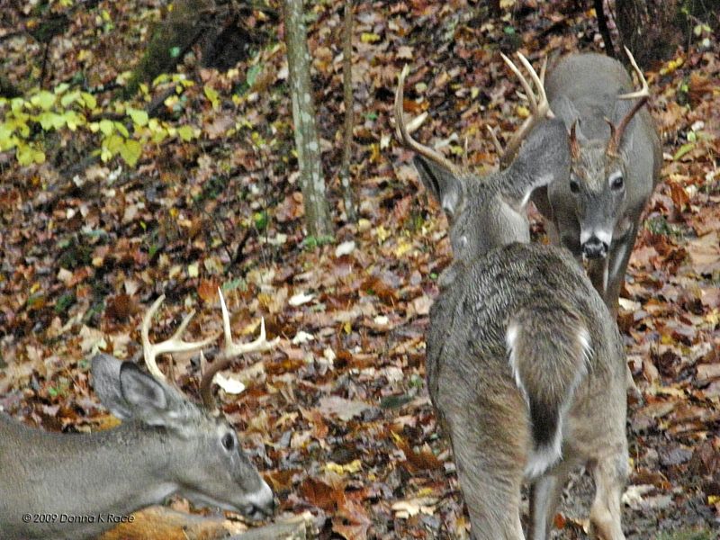 Three eight point bucks