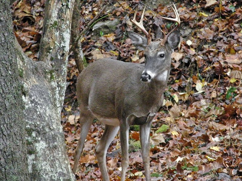 Eight point buck #3