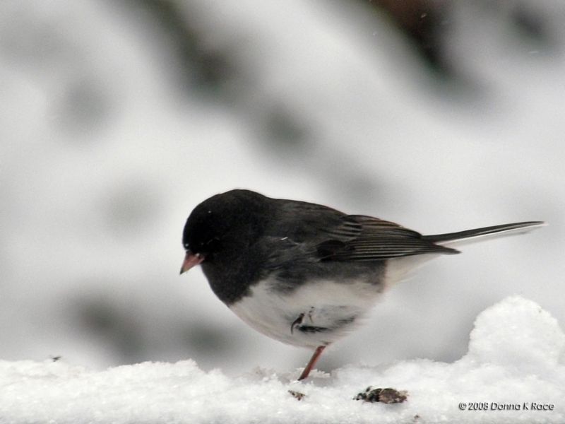 Slate-colored Junco