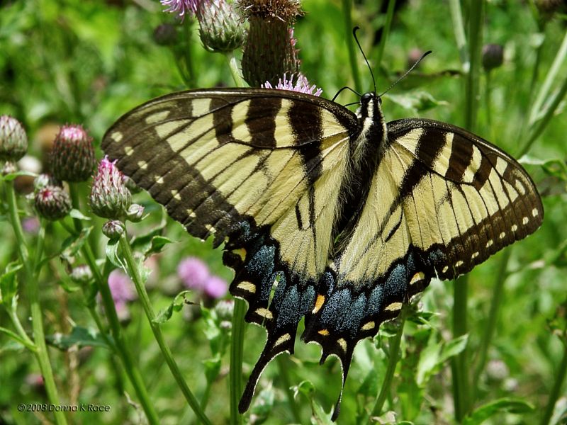 Eastern Tiger Swallowtail Butterfly