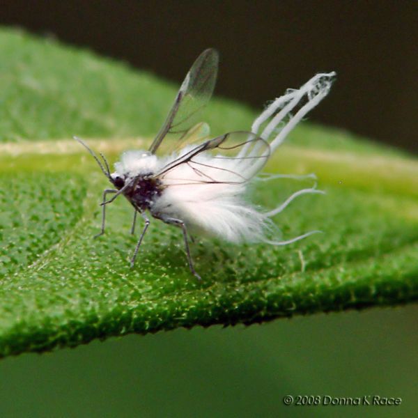 Woolly Aphid