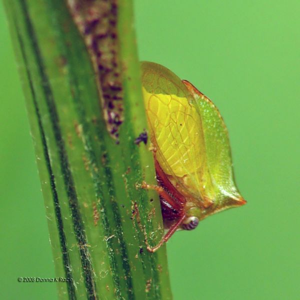 Treehopper- Ceresa basalis
