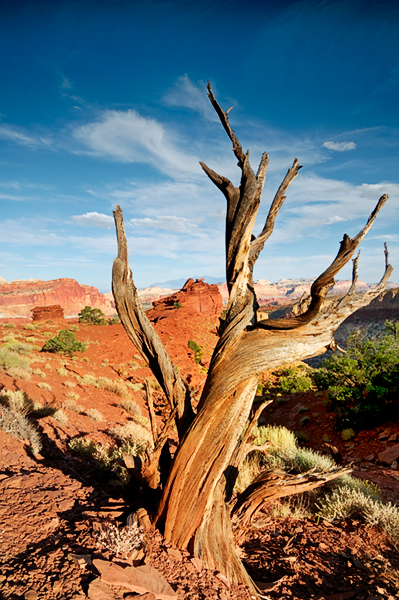 Tree on Panorama Point - Capitol Reef