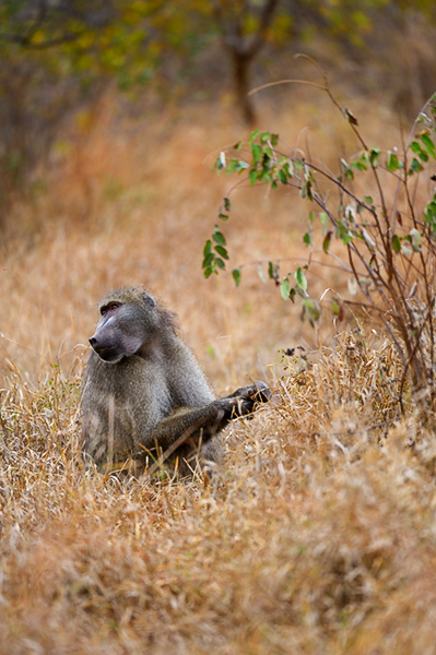 Baboon