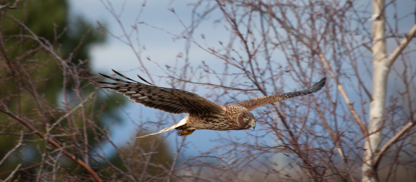 BdryBay2_021112-88-16.jpg