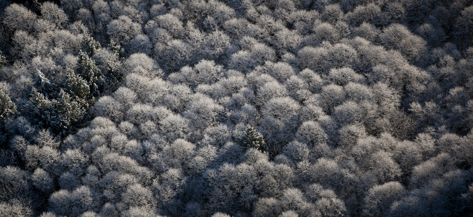 Snowy Alders <br>(Concrete_011113_020-9.jpg)
