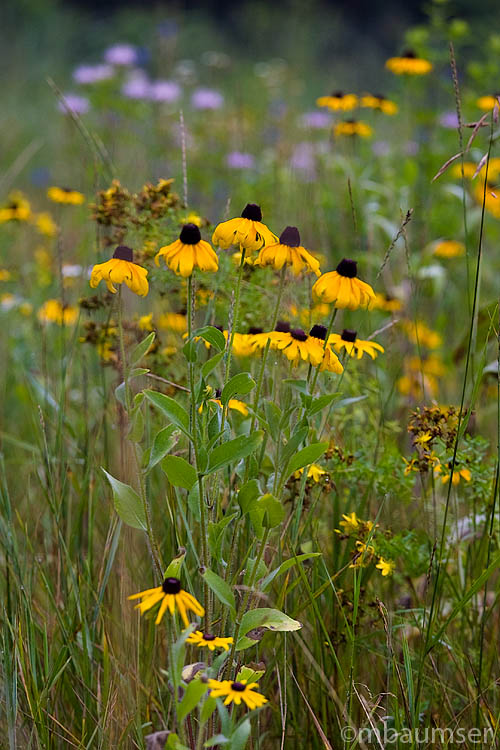 Flower Impressions V
