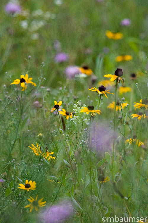 Flower Impressions III