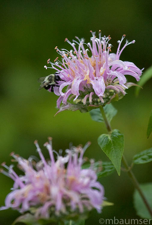 Flowere with Bee