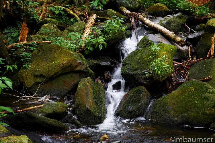 Along Pond Run Creek