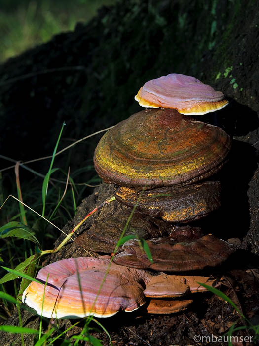 Psychedelic Mushrooms