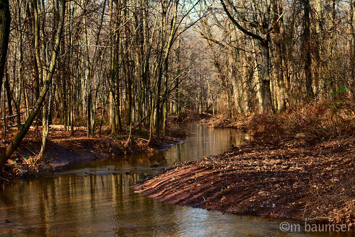 Inside the Dismal Swamp, Edison NJ