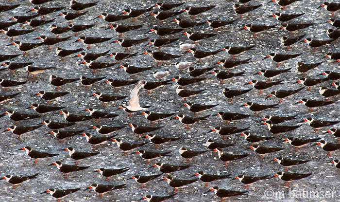 one in the crowd (Black Skimmer)