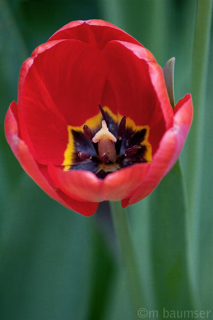 Tulip