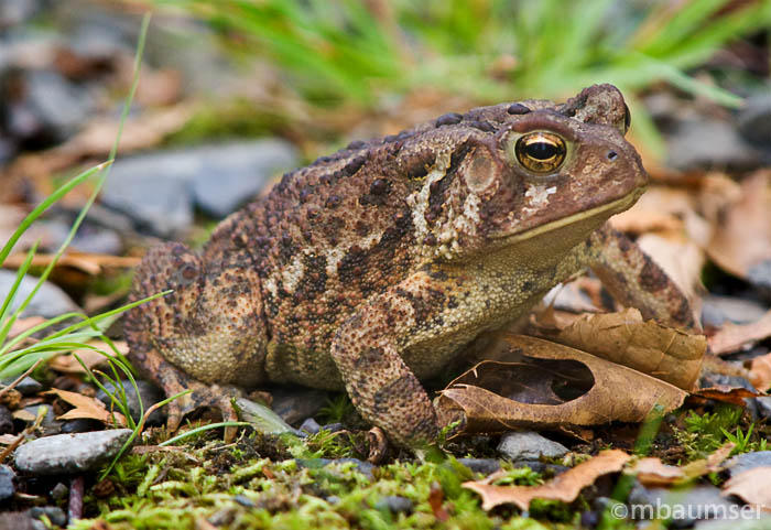 A Frog in The Road