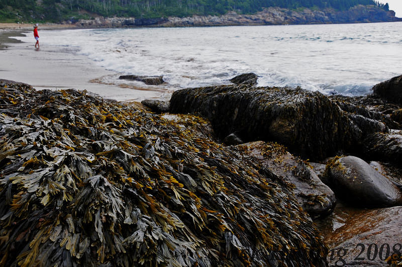 Seaweed attached to the rocks.  The tide in Maine averages about 10 in height