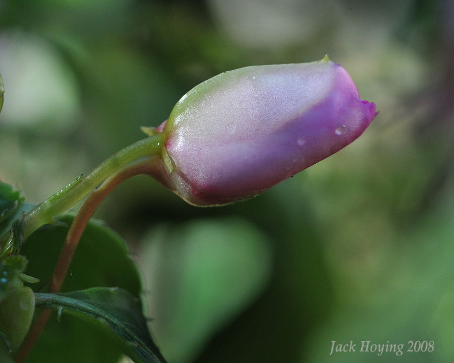 Tiny Impatiens Bloom