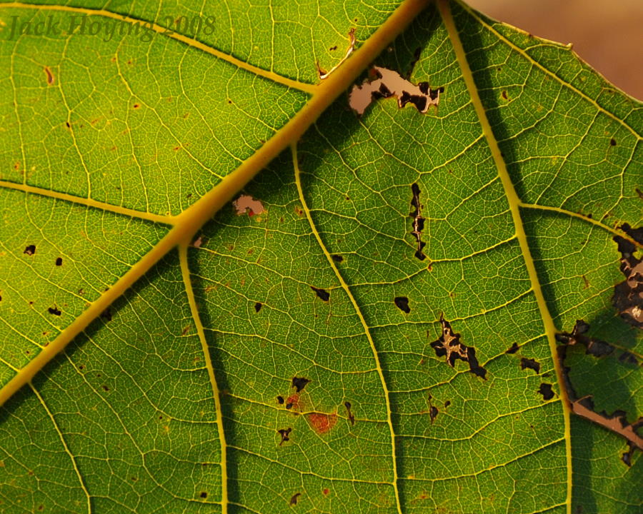 Cottonwood Veins