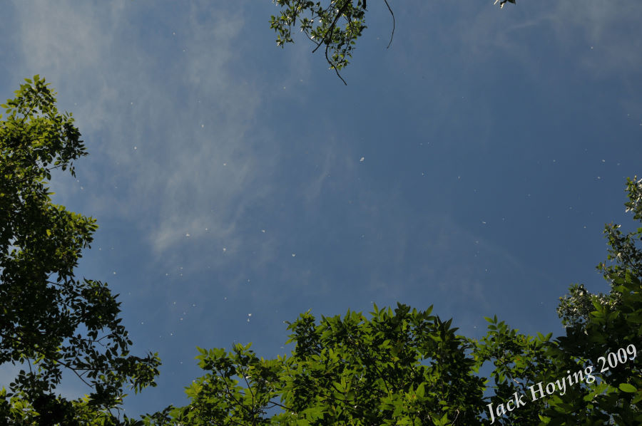 Day 2 - Cottonwood blooms drifting overhead