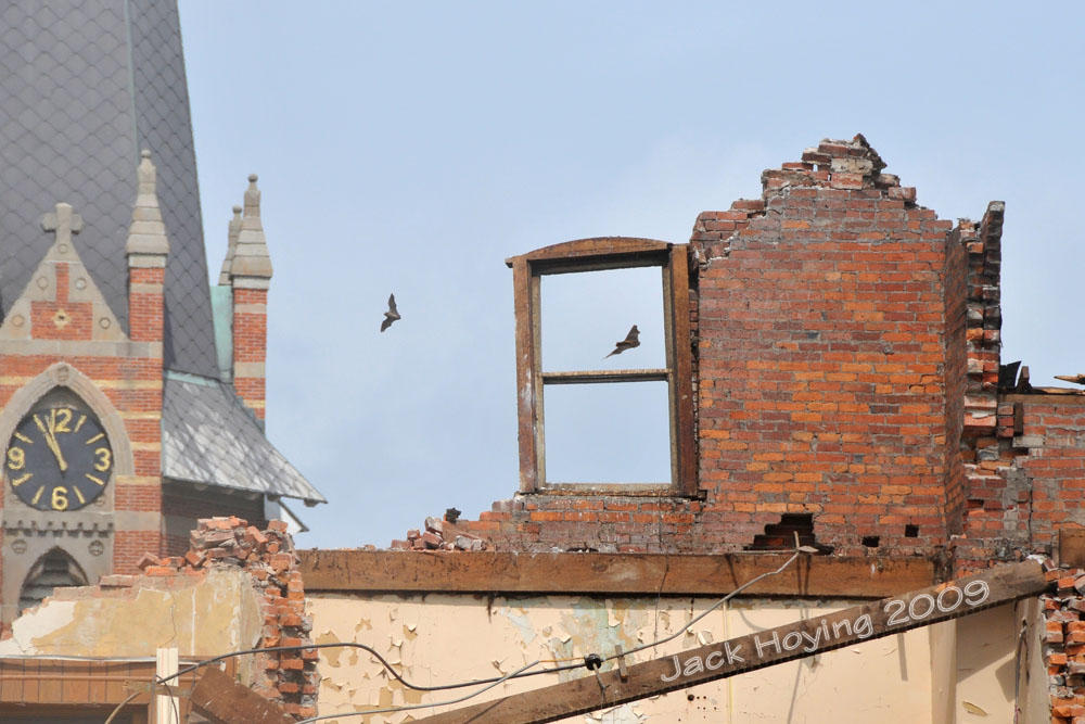 Bats looking for a new home after the last of the 1885 school is torn down