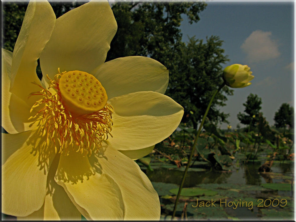 Large Lily Blooms (Nelumbo Lutea American Lotus)