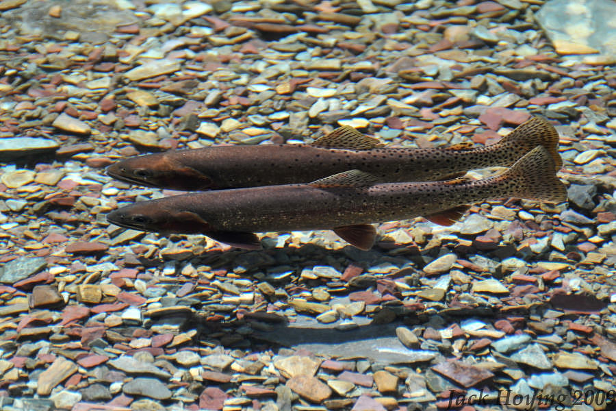 A pair of trout in Hidden Lake