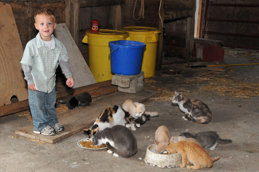 Camden feeding the farm cats