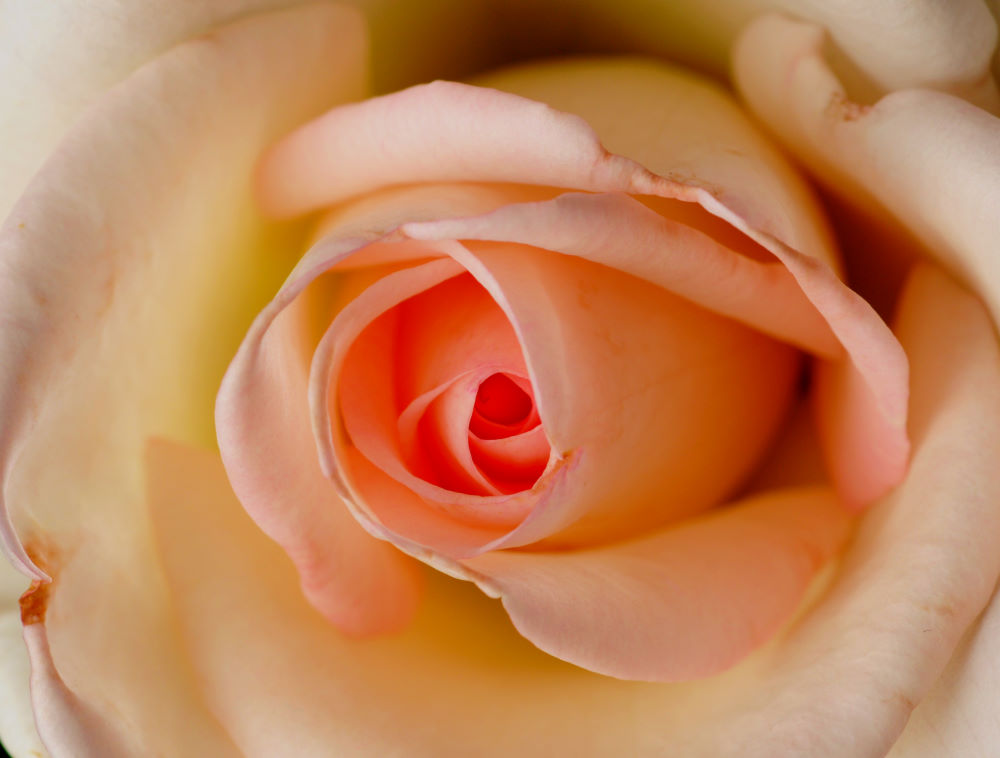 Last Rose of the Season