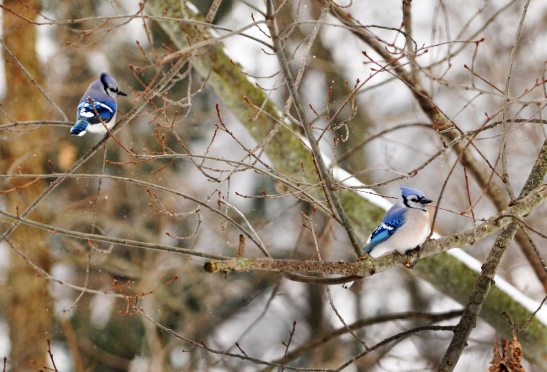 Blue Jays on a cold December day