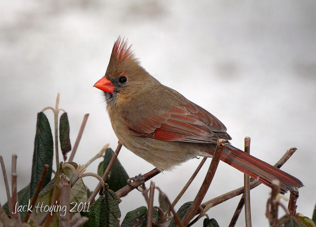 Female Cardinal