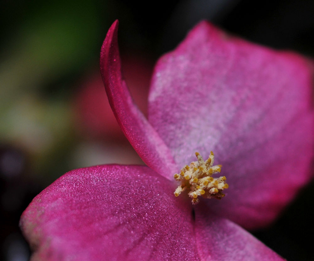 Begonia Bloom (indoor house plant)