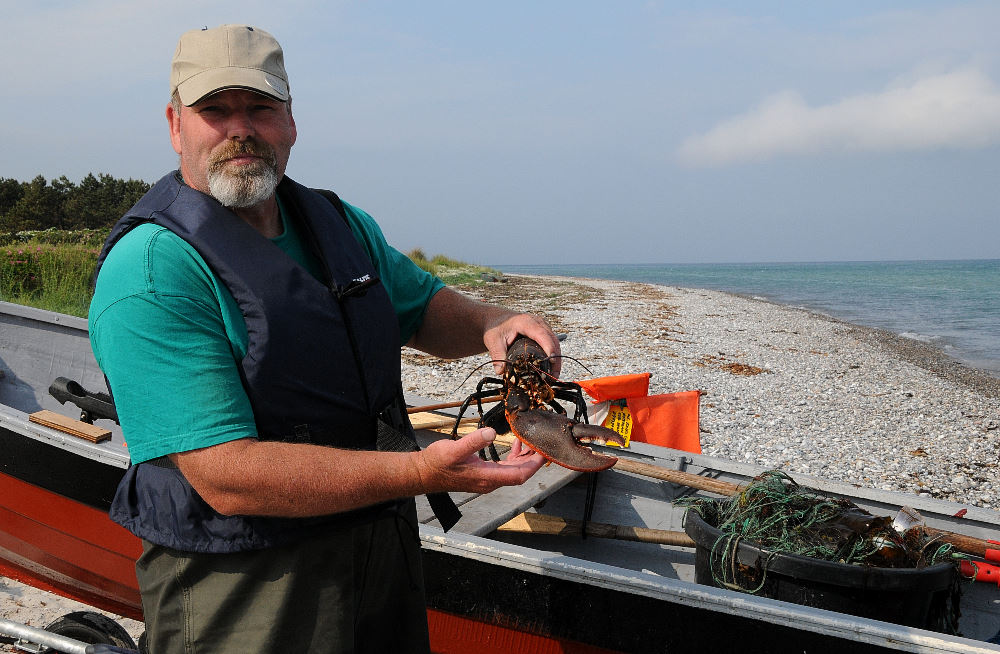 Proud Fisherman with a Blue Lobster from the Baltic Sea