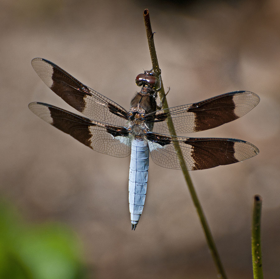 Broad-bodied Chaser (a dragonfly) Libellula depressa (Male).
