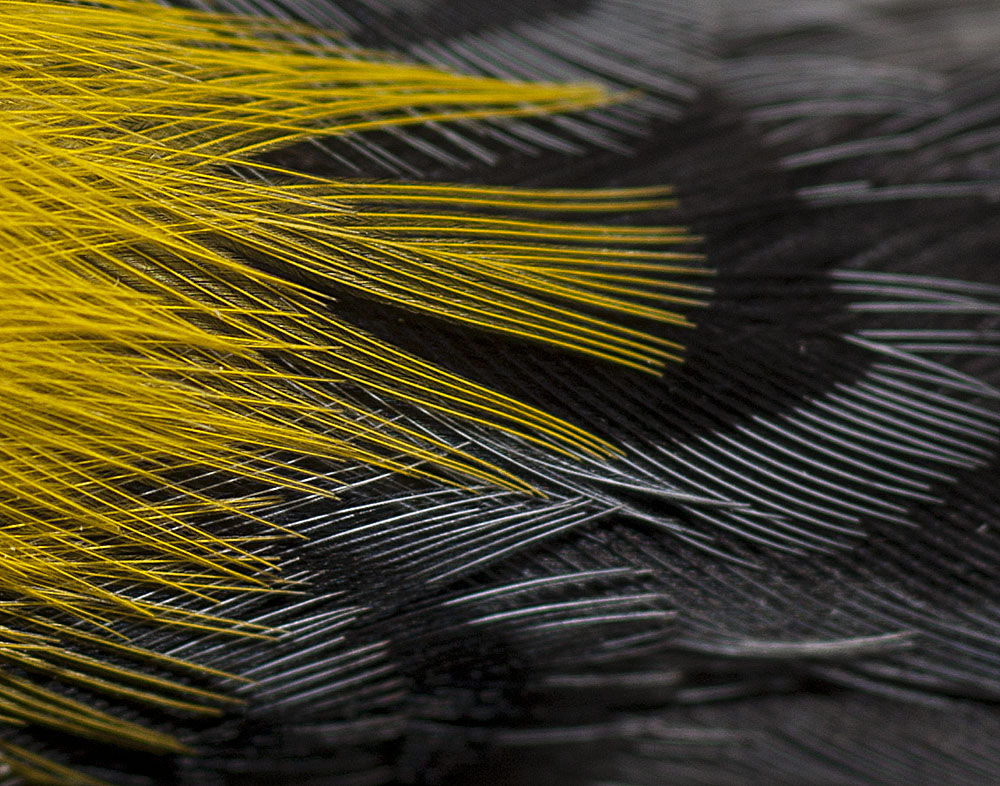 Yellow Rump Warbler detail