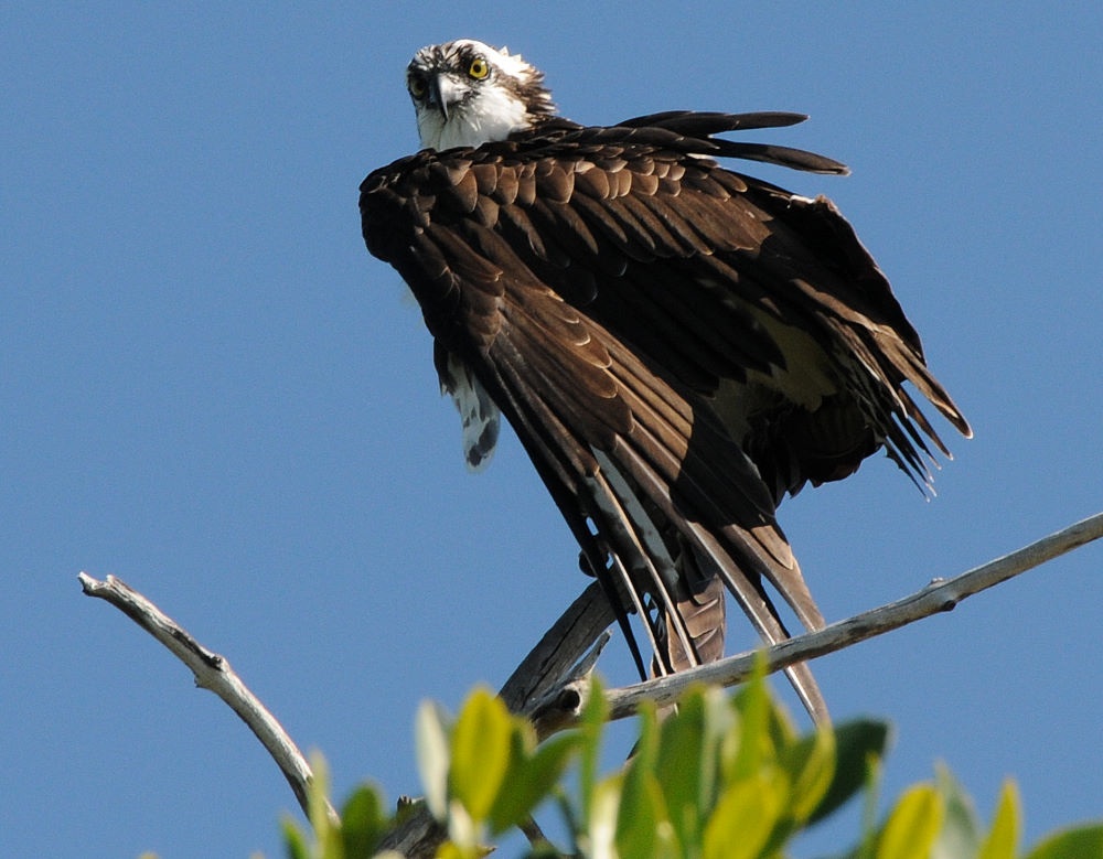 Disturbed Ospry
