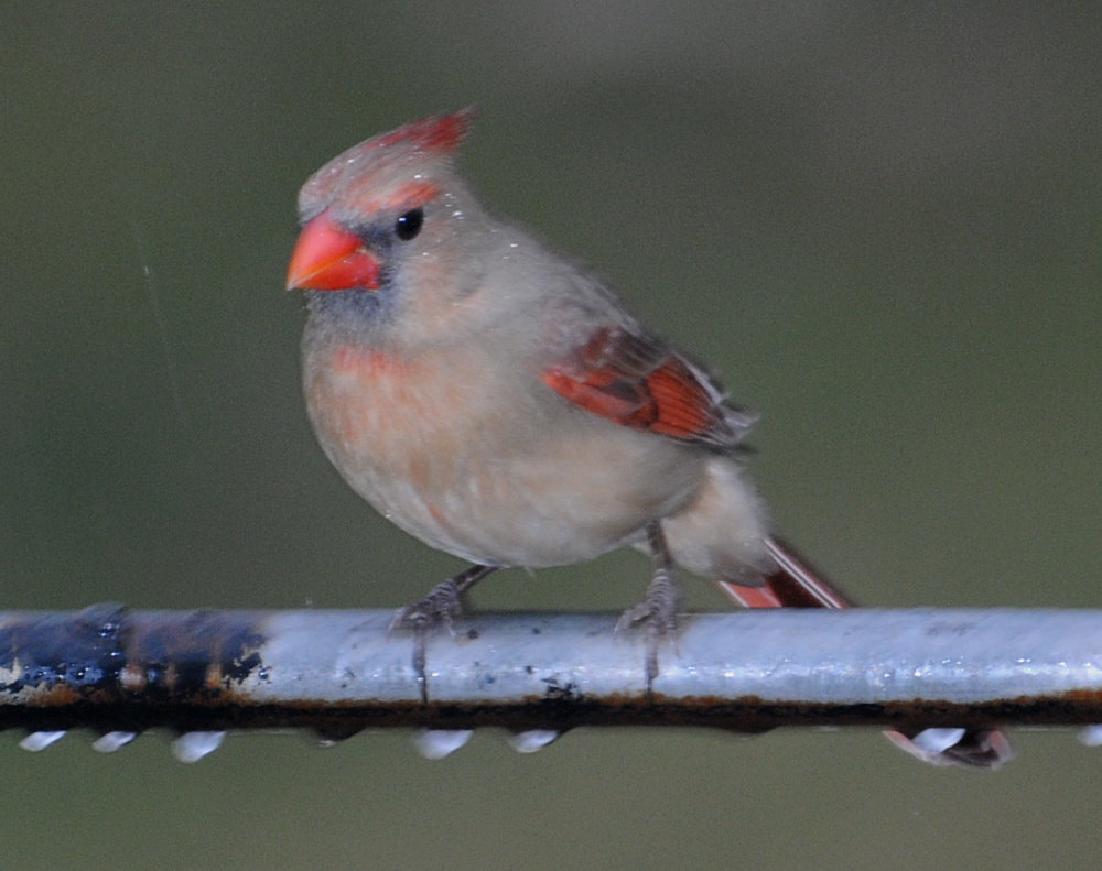 Wet Cardinal