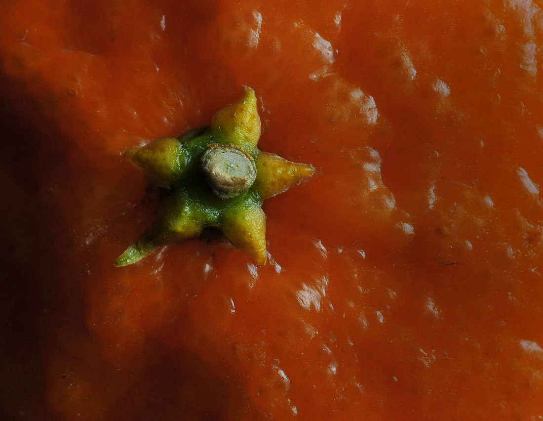 Tangerene Stem