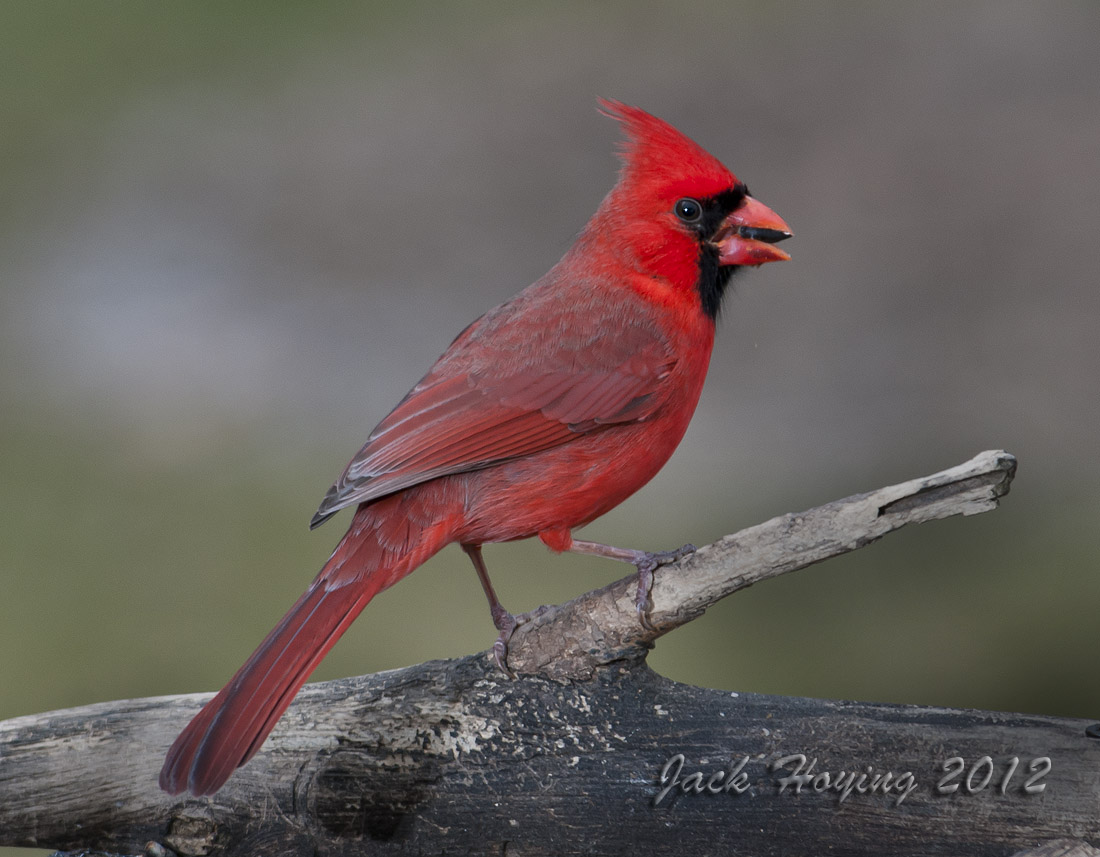 Male Cardinal