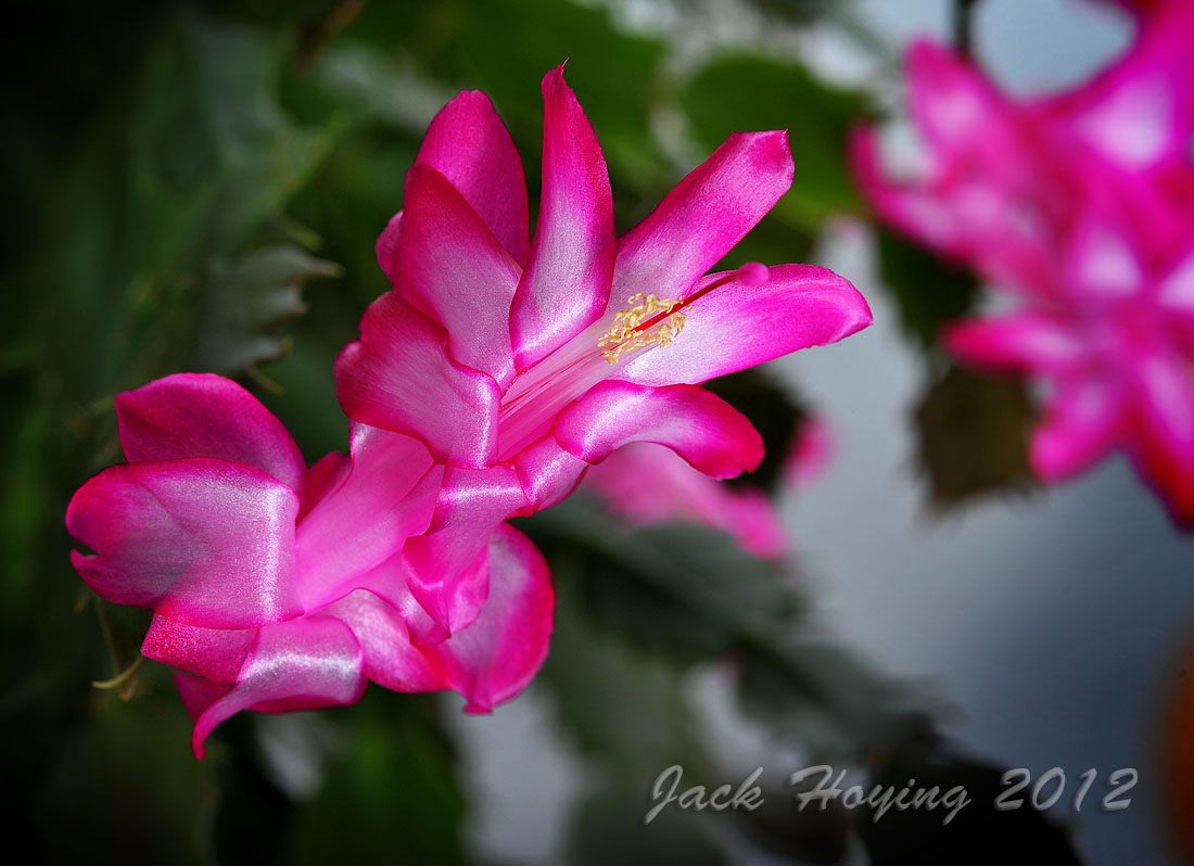 Christmas Cactus Bloom