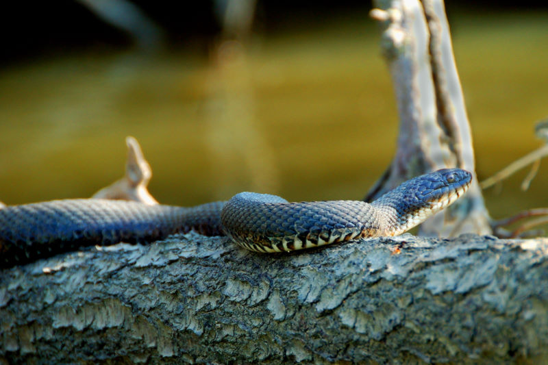 Snake warming in the Sun