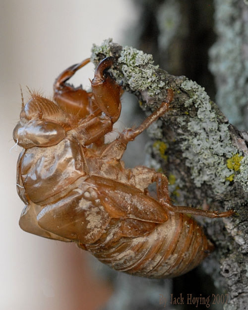 Cicada Shell