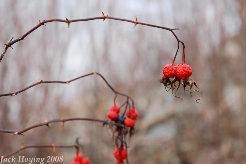 Red Berries