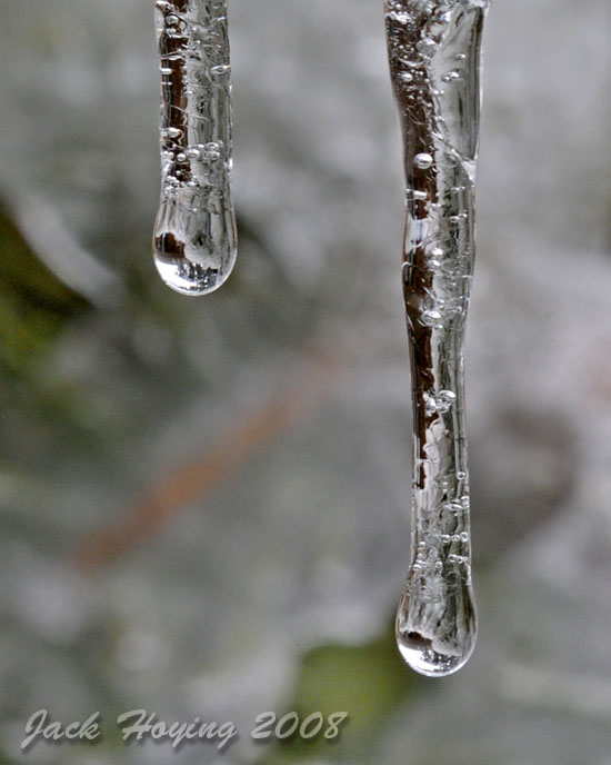 Ice melting off the trees