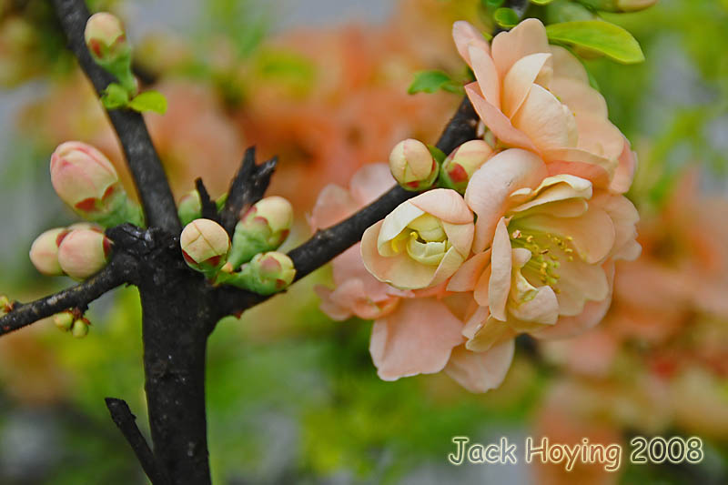Blooming Bush