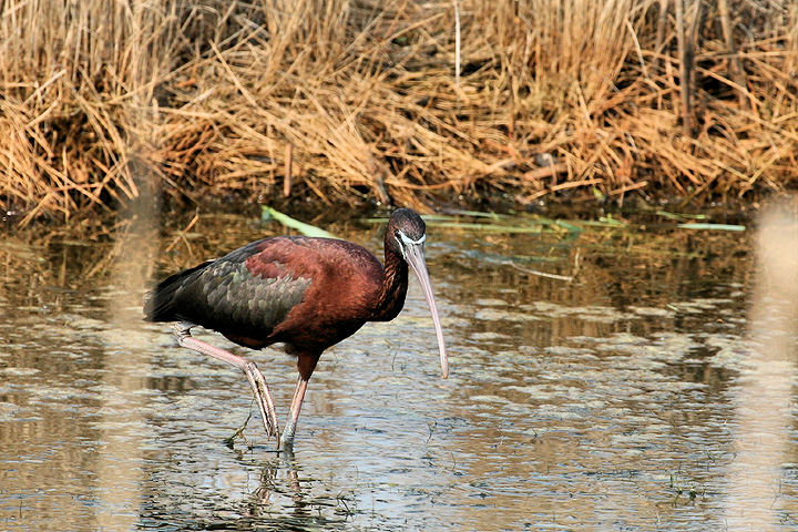 Glossy Ibis